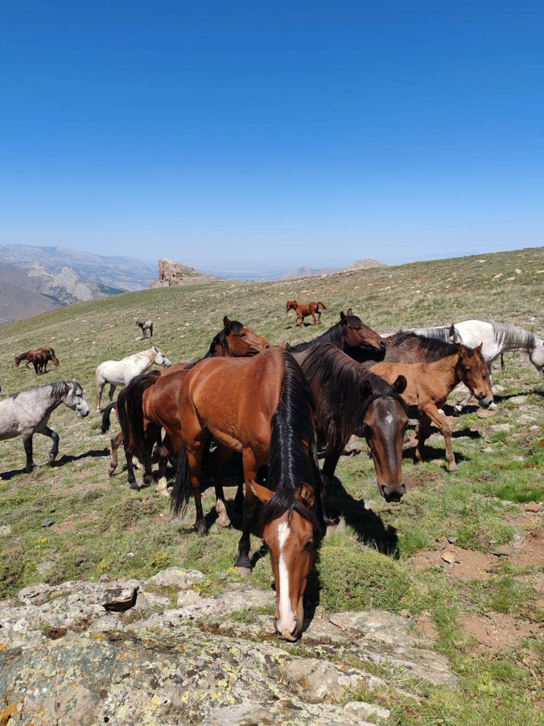 Konya’da doğanın özgür ruhu! Yılkı atları yakından görüntülendi 10